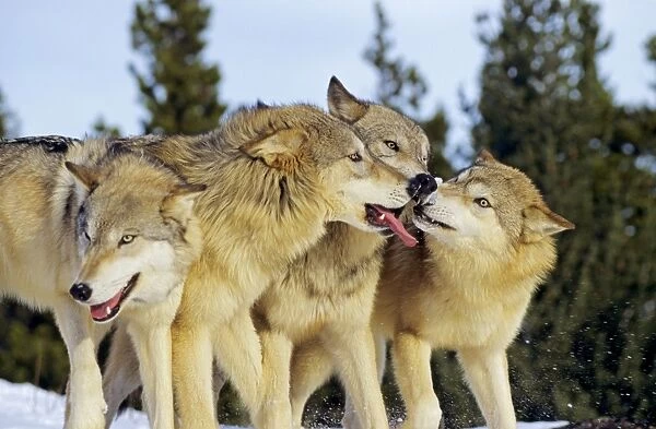 Grey Wolves- involved in social behavior. In snow. Montana
