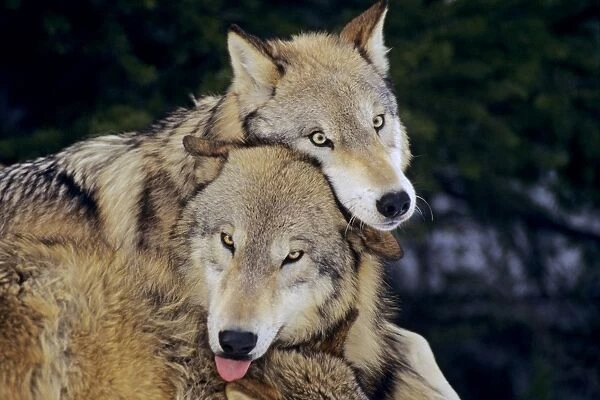 Two Grey Wolves playing - dominance behavior. Note: there is a third wolf whose ears just show at the bottom of the frame