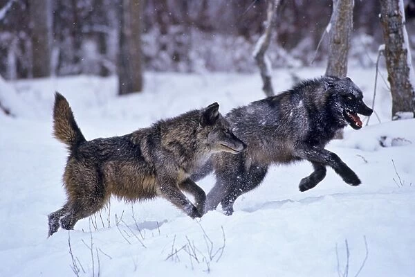 Grey Wolves - running through snow. Western U. S