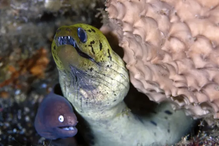 Framed Print : Greyface Moray Eel with Fimbrated Moray Eel - Indonesia Framed Print : Greyface Moray Eel with Fimbrated Moray Eel - Indonesia