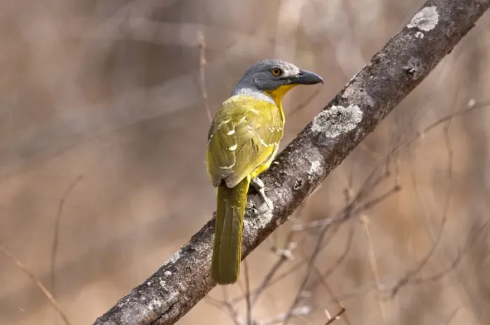 Framed Print : Greyheaded Bush Shrike - on branch back view - Sabi Sands Game Reserve - South Africa