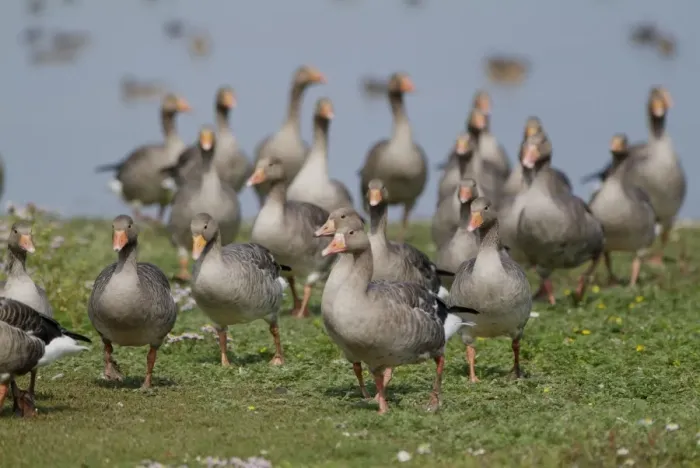 Framed Print : Greylag Geese - Cley Marshes - Norfolk - UK Framed Print : Greylag Geese - Cley Marshes - Norfolk - UK
