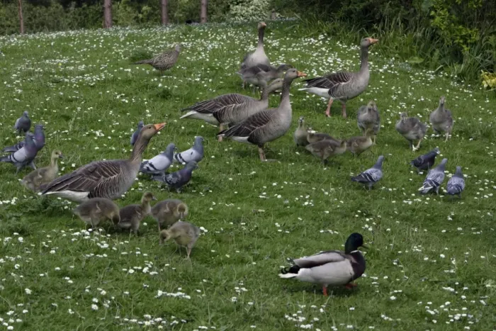 Framed Print : Greylag Geese, Feral pigeons, Mallard-being fed in park, Washington WWT, Tyne and Wear UK Framed Print : Greylag Geese, Feral pigeons, Mallard-being fed in park, Washington WWT, Tyne and Wear UK