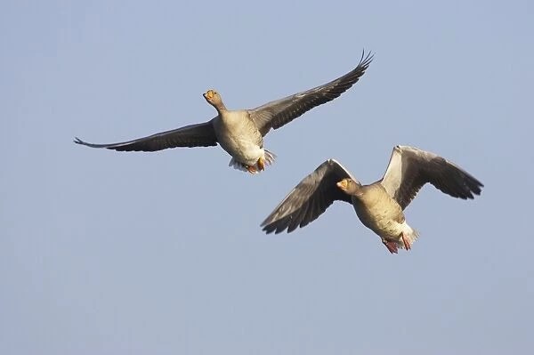 Greylag Geese - In flight Anser anser Oare Marshes RSPB Reserve Kent, UK BI012798