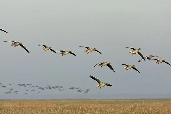 Greylag Geese - in flight - landing - Germany