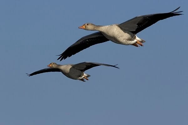 Greylag Geese - in flight - Saintes Marie de la Mer - Camargue - France