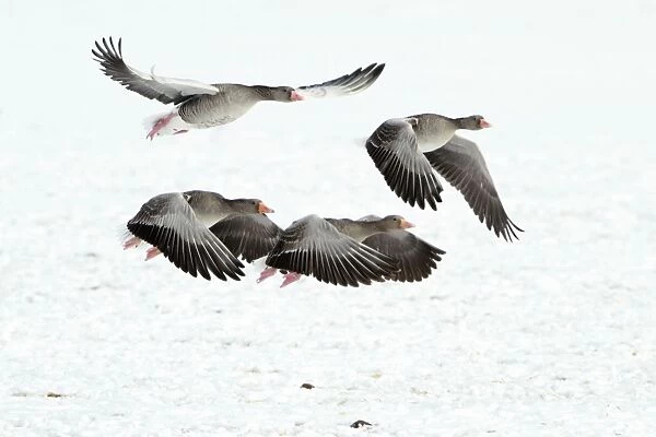 Greylag Geese - four in flight - taking off from snow covered field - in winter - Lower Saxony - Germany