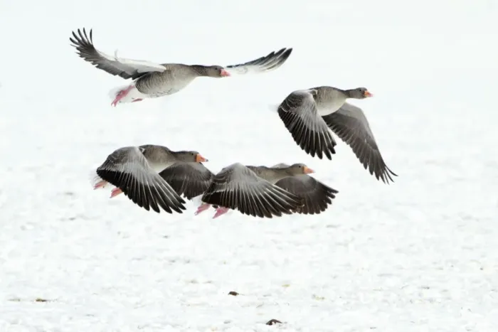 Framed Print : Greylag Geese - four in flight - taking off from snow covered field - in winter - Lower Saxony - Germany Framed Print : Greylag Geese - four in flight - taking off from snow covered field - in winter - Lower Saxony - Germany
