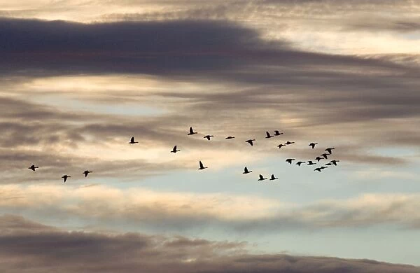 Greylag Geese - flock in flight against dramatic sunset sky