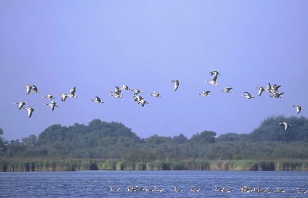 Greylag Geese Flock In flight over Hickling Broad Norfolk UK