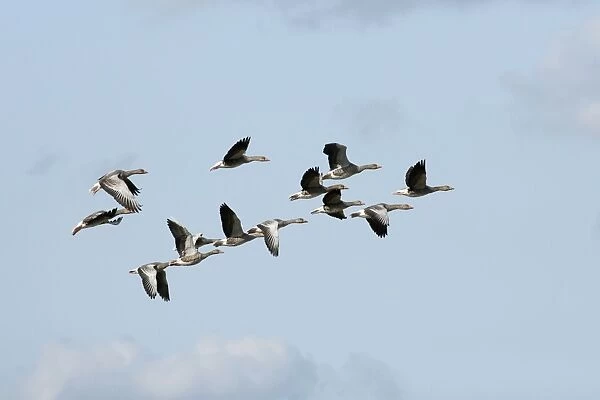Greylag Geese - flock in flight - Island of Texel - Holland