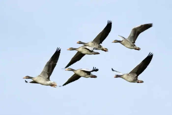 Framed Print : Greylag Geese - flock in flight - Island of Texel - Holland Framed Print : Greylag Geese - flock in flight - Island of Texel - Holland