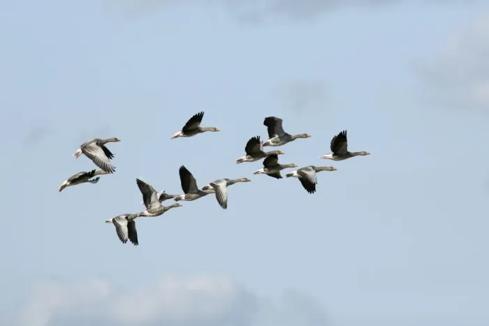 Framed Print : Greylag Geese - flock in flight - Island of Texel - Holland Framed Print : Greylag Geese - flock in flight - Island of Texel - Holland