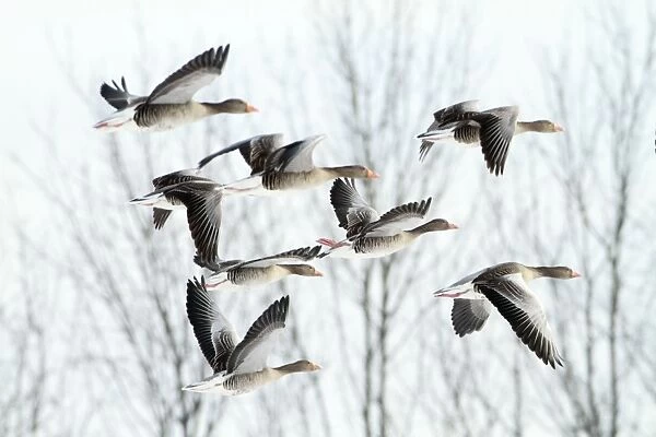 Greylag Geese - flock in flight in winter - Lower Saxony - Germany