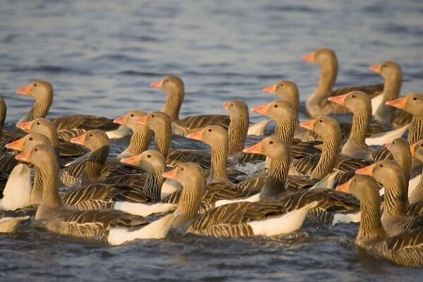 Greylag Geese - flock of juveniles swimming close for protection (unable to fly well) Hickling Broad Norfolk UK
