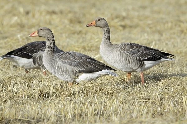 Greylag Geese - geese feeding on corn stubble - Island of Texel - Holland