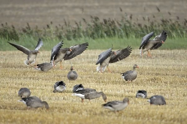 Greylag Geese - geese feeding on corn stubble - Island of Texel - Holland