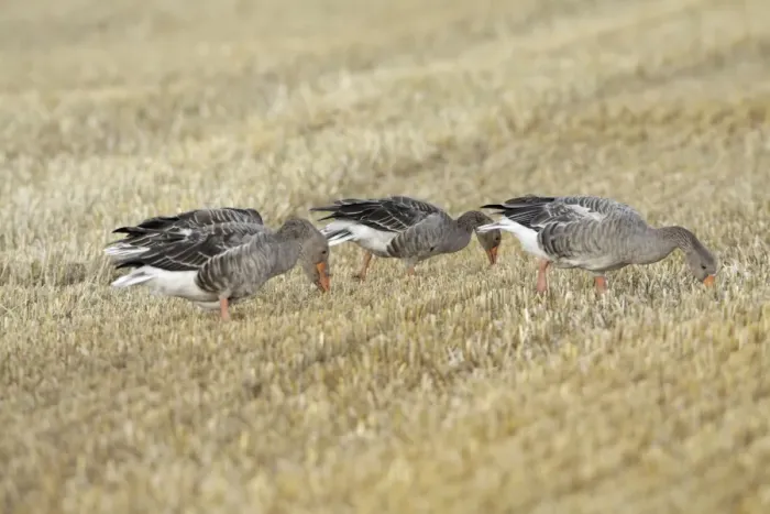 Framed Print : Greylag Geese - geese feeding on corn stubble - Island of Texel - Holland Framed Print : Greylag Geese - geese feeding on corn stubble - Island of Texel - Holland