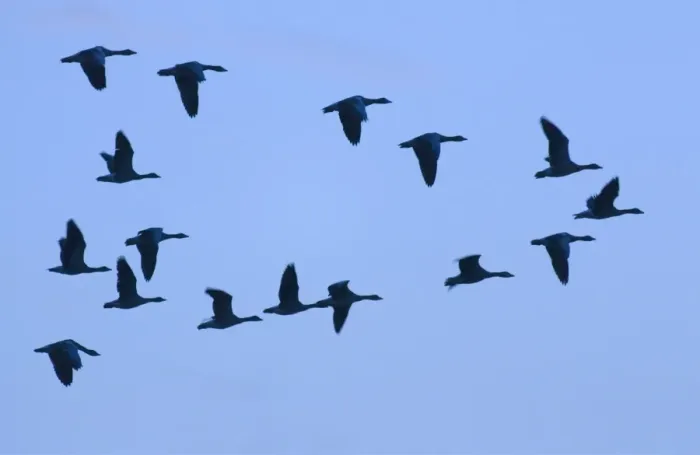 Framed Print : Greylag Geese - group in flight with blue sky Norfolk UK Framed Print : Greylag Geese - group in flight with blue sky Norfolk UK
