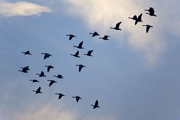 Greylag Geese - group in flight with blue sky Norfolk UK