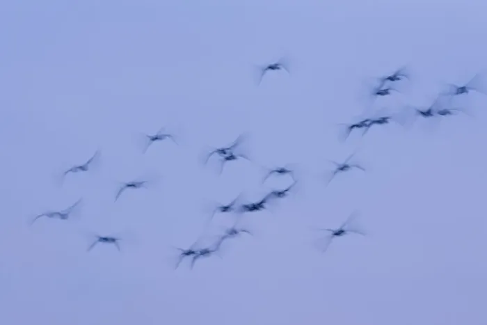 Framed Print : Greylag Geese Group in flight at dusk Norfolk UK Framed Print : Greylag Geese Group in flight at dusk Norfolk UK