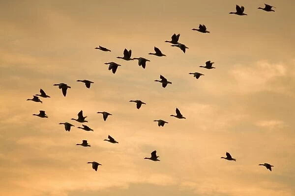 Greylag Geese - group in flight at sunset