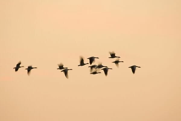 Greylag Geese - group in flight at sunset Norfolk UK
