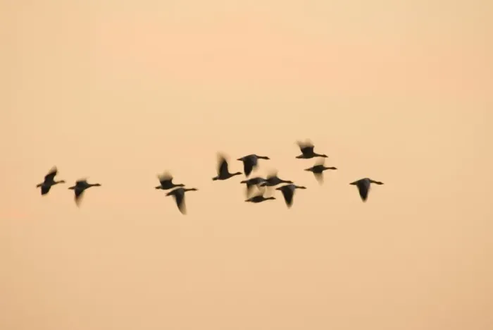 Framed Print : Greylag Geese - group in flight at sunset Norfolk UK Framed Print : Greylag Geese - group in flight at sunset Norfolk UK