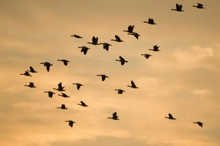 Framed Print : Greylag Geese - group in flight at sunset Norfolk UK Framed Print : Greylag Geese - group in flight at sunset Norfolk UK
