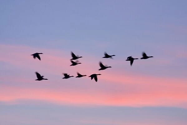 Greylag Geese Group in flight at sunset Norfolk UK