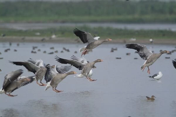 Greylag Geese - landing on water, Cley Marshes, Norfolk UK