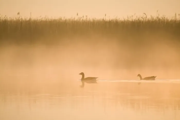 Framed Print : Greylag Geese - in misty dawn - Hickling Broad - Norfolk - England Framed Print : Greylag Geese - in misty dawn - Hickling Broad - Norfolk - England