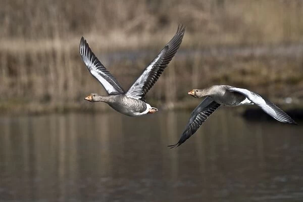Greylag Geese - pair in flight - South Yorkshire - UK