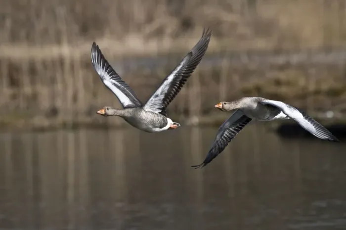 Framed Print : Greylag Geese - pair in flight - South Yorkshire - UK Framed Print : Greylag Geese - pair in flight - South Yorkshire - UK