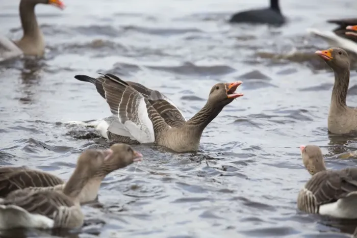 Framed Print : Greylag Geese - squabbling in winter - UK Framed Print : Greylag Geese - squabbling in winter - UK
