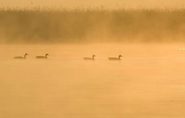 Greylag Geese At sunrise on misty water Hickling Broad Norfolk UK
