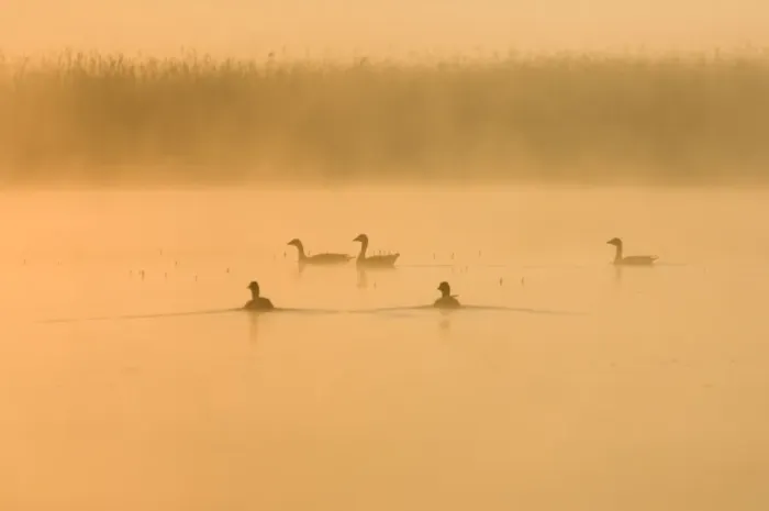Framed Print : Greylag Geese - At sunrise on misty water Hickling Broad Norfolk UK Framed Print : Greylag Geese - At sunrise on misty water Hickling Broad Norfolk UK