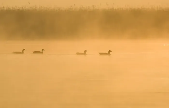 Framed Print : Greylag Geese At sunrise on misty water Hickling Broad Norfolk UK Framed Print : Greylag Geese At sunrise on misty water Hickling Broad Norfolk UK
