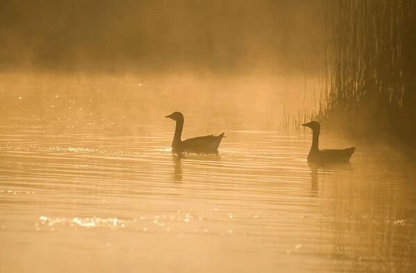 Greylag Geese At Sunrise on Norfolk Broads UK