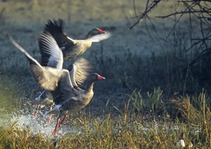 Framed Print : Greylag Geese taking off, Keoladeo National Park, India Framed Print : Greylag Geese taking off, Keoladeo National Park, India