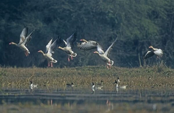 Greylag Geese taking-off from the pond, Keoladeo National Park, India