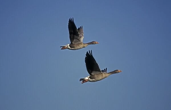 Greylag Geese - UK - In flight - Variety of habitats generally associated with water in open country often with fringe vegetation or near grasslands - Wingters on farmland in open country or in swamps-lakes