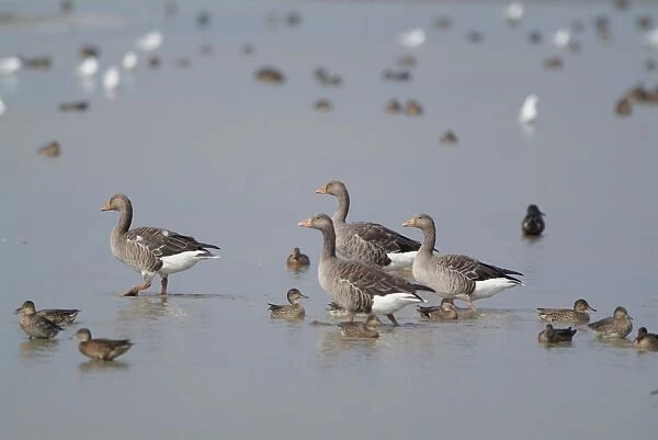 Greylag Geese - wading. Cley Marshes - Norfolk - UK