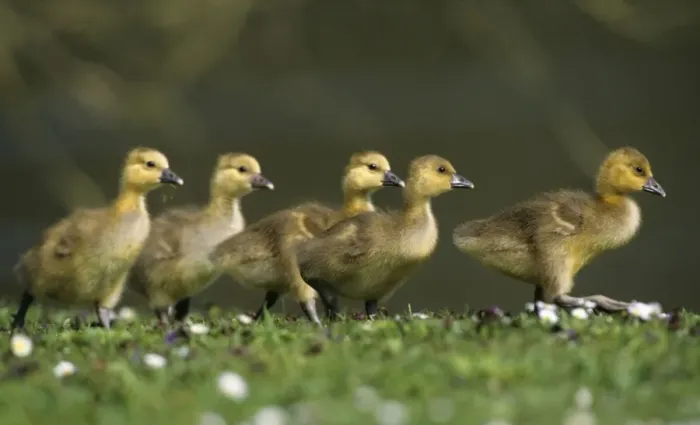 Framed Print : Greylag Goose - 5 goslings walking across meadow, Hessen, Germany Framed Print : Greylag Goose - 5 goslings walking across meadow, Hessen, Germany
