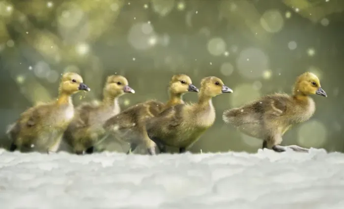 Framed Print : Greylag Goose - 5 goslings walking across meadow in snow Hessen, Germany Digital Manipulation: added foreground snow & falling snow. lightened Framed Print : Greylag Goose - 5 goslings walking across meadow in snow Hessen, Germany Digital Manipulation: added foreground snow & falling snow. lightened