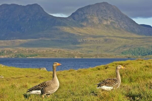 Greylag Goose two adults in front of lake and mountains Western Highlands, Scotland, UK