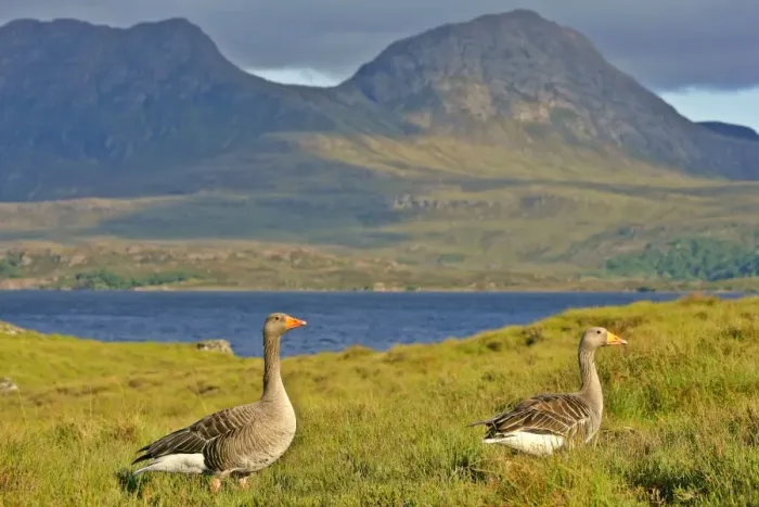 Framed Print : Greylag Goose two adults in front of lake and mountains Western Highlands, Scotland, UK Framed Print : Greylag Goose two adults in front of lake and mountains Western Highlands, Scotland, UK