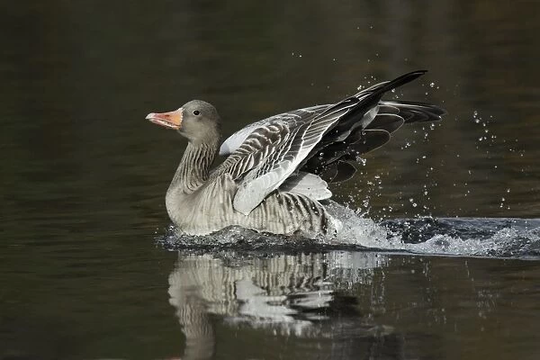 Greylag Goose - bathing in lake - Island of Texel - Holland