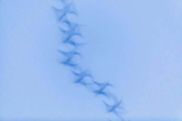 Greylag goose - blurred impression of birds flying at dusk, Island of Texel, The Netherlands Date: 11-Feb-19