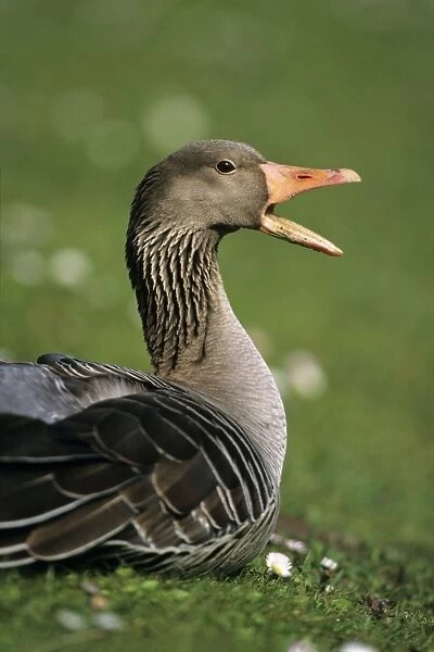 Greylag Goose - calling alarm, Hessen. Germany